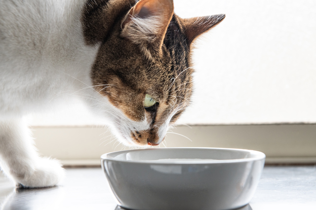 猫に水道水を飲ませて良い？飲まない時の原因と対策・正しい水の与え方を紹介！